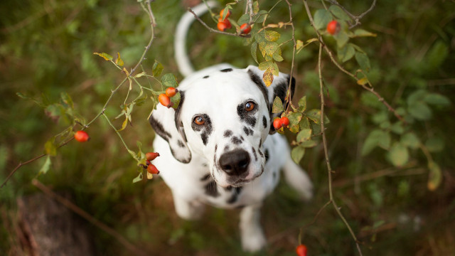 Dalmatian berry grass christmas antlers free wallpaper for desktop - medium preview image