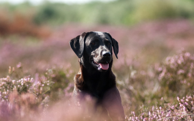Dog flower field tongue out #2 free wallpaper for desktop - medium preview image