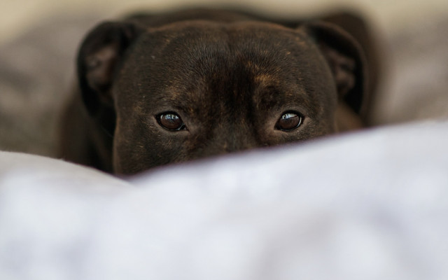 Sad dog laying bed portrait free wallpaper for desktop - medium preview image