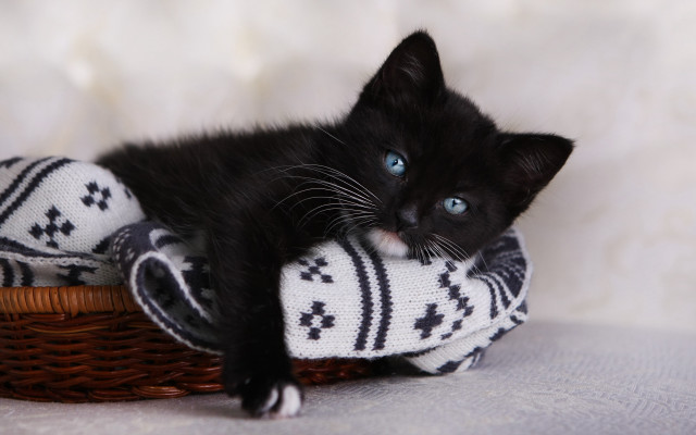 Black kitten basket blanket blue free wallpaper for desktop - medium preview image