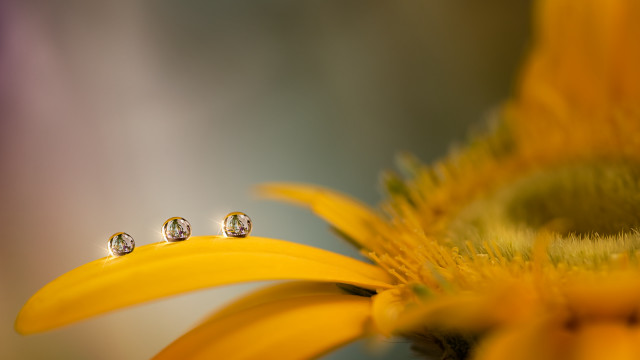 Three diamond studs yellow flower free wallpaper for desktop - medium preview image