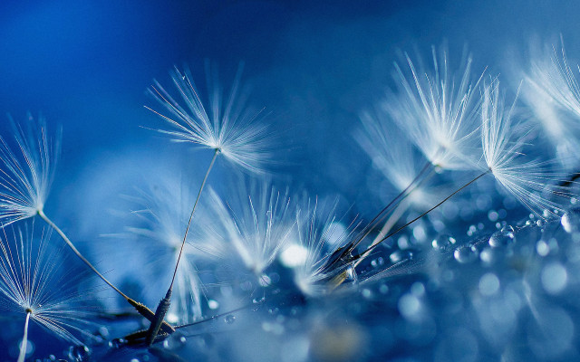 Dandelion water droplets bokeh night free wallpaper for desktop - medium preview image