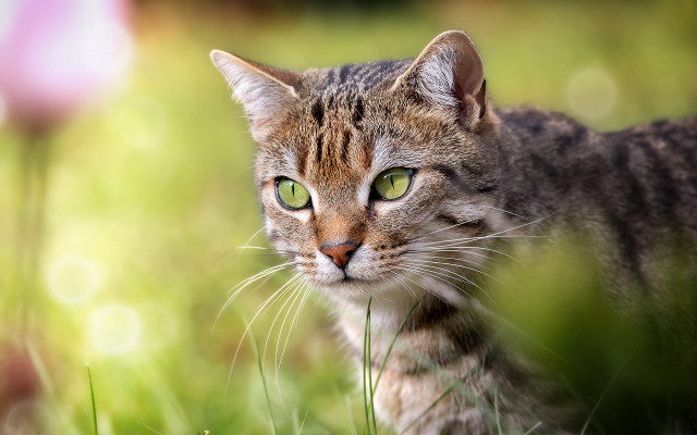 Cat green eyes field bokeh free wallpaper for desktop - medium preview image