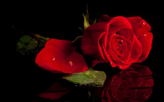 Red rose water drops black free wallpaper for desktop - medium preview image