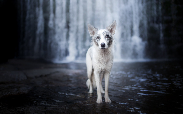Dog waterfall blurry outdoors ocean free wallpaper for desktop - medium preview image