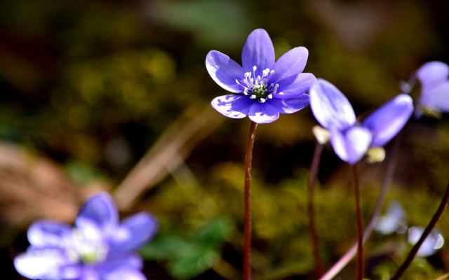 Purple flower butterfly bokeh nature free wallpaper for desktop - medium preview image