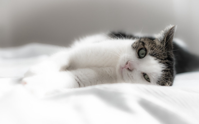 Cat lying back white sheets free wallpaper for desktop - medium preview image