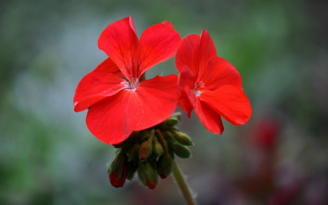 Red flowers butterfly lily tulip free wallpaper for desktop - medium preview image