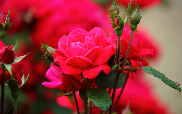 Red roses water droplets garden free wallpaper for desktop - medium preview image