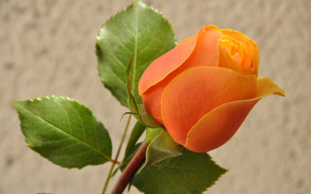 Orange rose green leaves vase free wallpaper for desktop - medium preview image