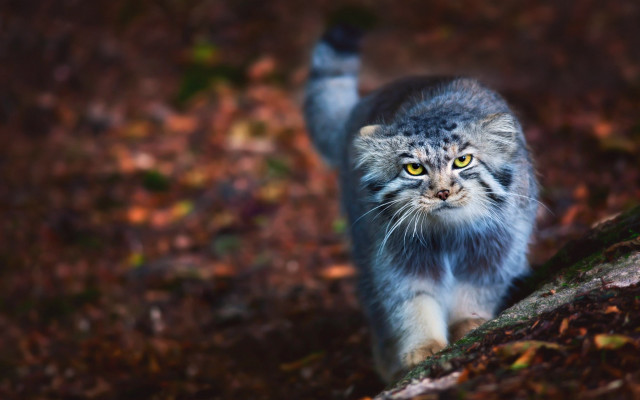 Cat woods leaves blurry bokeh free wallpaper for desktop - medium preview image