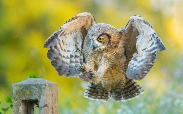 Bird wings spread perched arabesque free wallpaper for desktop - medium preview image