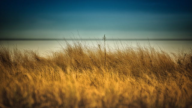 Field tall grass water sky free wallpaper for desktop - medium preview image