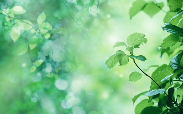 Green leafy tree blurry background free wallpaper for desktop - medium preview image