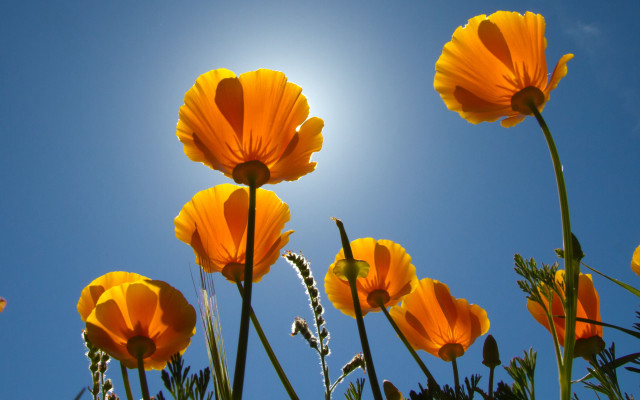 Yellow flowers sun blue sky free wallpaper for desktop - medium preview image