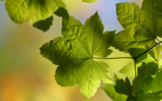 Green leafy plant nature jungle free wallpaper for desktop - medium preview image