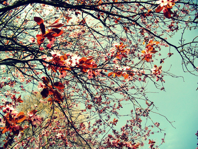 Tree flowers leaves blue sky free wallpaper for desktop - medium preview image