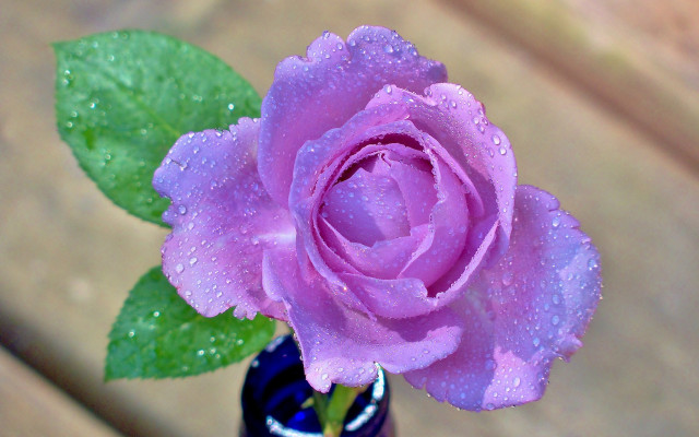 Purple rose water droplets vase free wallpaper for desktop - medium preview image