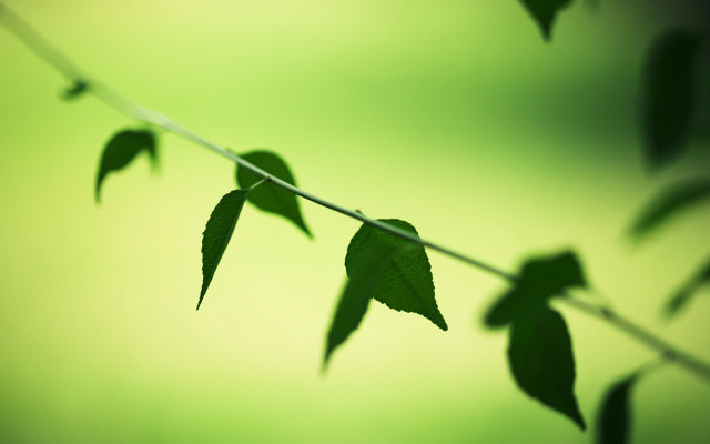 Branch leaves green background macro free wallpaper for desktop - medium preview image