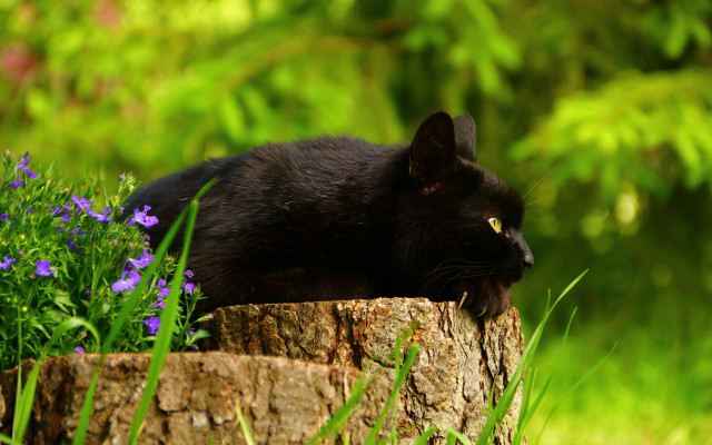 Black cat garden flower bokeh free wallpaper for desktop - medium preview image