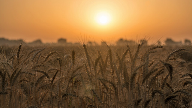 Wheat field sunset orange sky free wallpaper for desktop - medium preview image