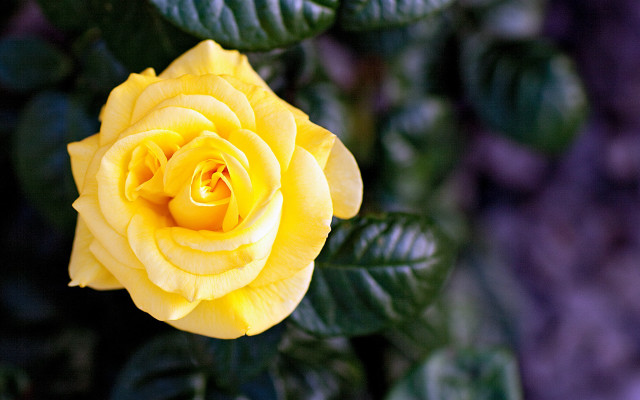 Yellow rose garden bokeh macro free wallpaper for desktop - medium preview image