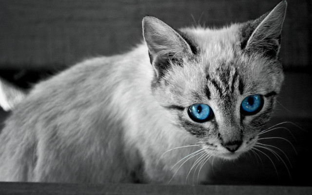 White cat blue eyes wolf free wallpaper for desktop - medium preview image
