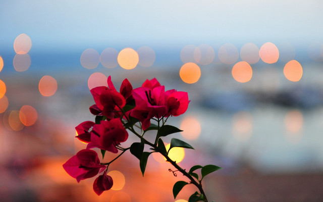 Red flower bokeh macro lens free wallpaper for desktop - medium preview image