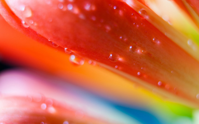 Flower water droplets rainbow background free wallpaper for desktop - medium preview image