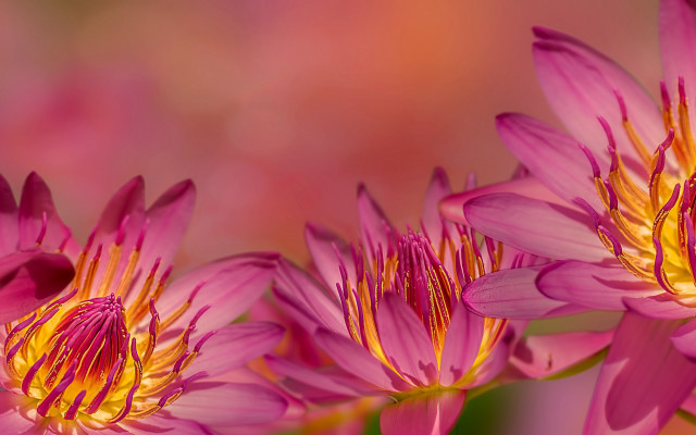 Pink flower butterfly macro depth free wallpaper for desktop - medium preview image