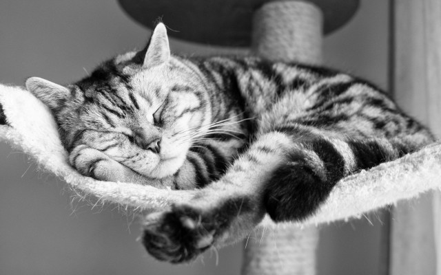 Cat sleeping scratching post blurry free wallpaper for desktop - medium preview image