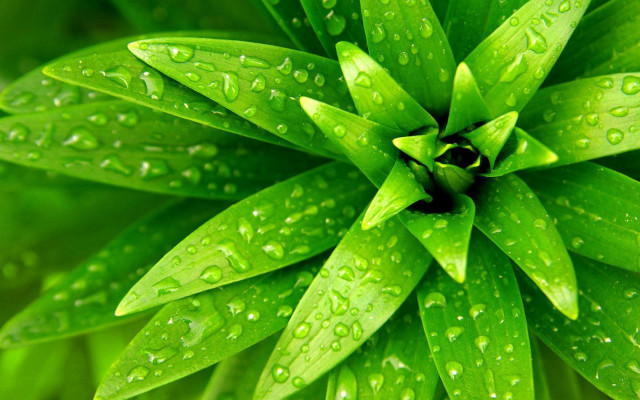 Green leaf water droplets macro #2 free wallpaper for desktop - medium preview image