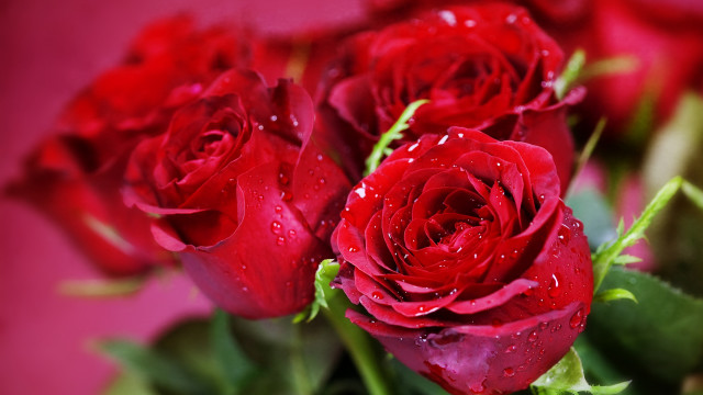 Red roses water droplets bokeh free wallpaper for desktop - medium preview image