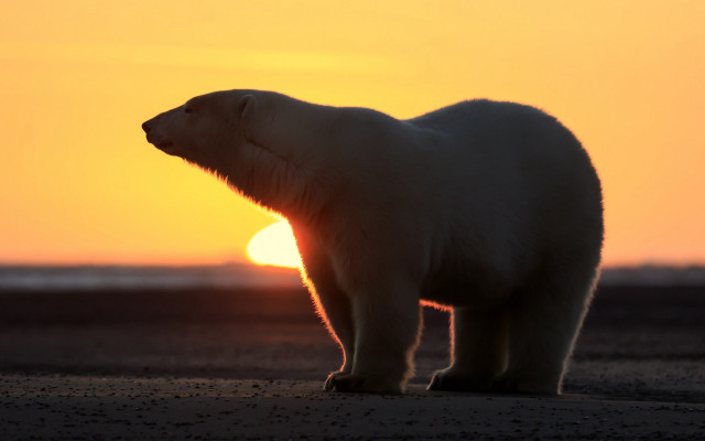 Polar bear beach sunset realistic free wallpaper for desktop - medium preview image