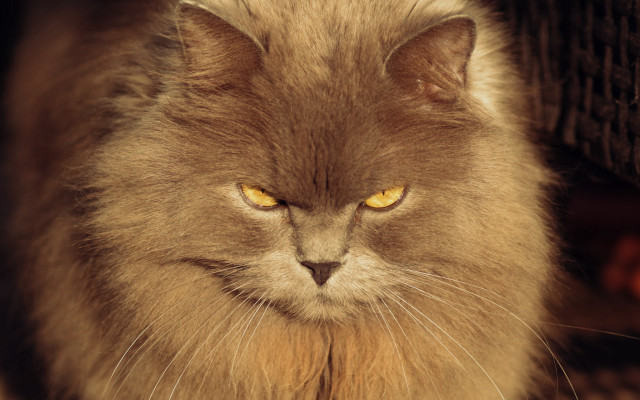 Cat yellow eyes serious chair free wallpaper for desktop - medium preview image