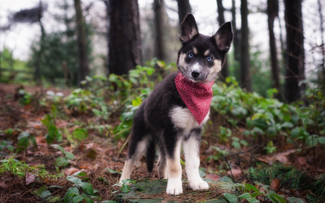 Dog red bandana woods nature free wallpaper for desktop - medium preview image