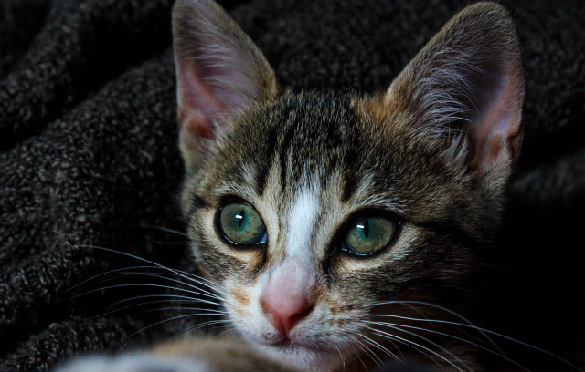 Sad cat green eyes laying free wallpaper for desktop - medium preview image