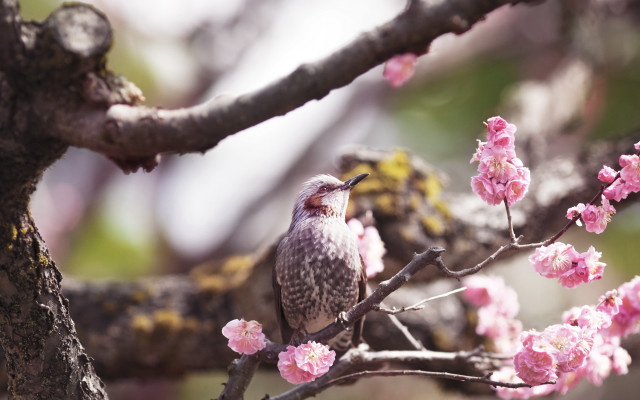 Bird branch cherry blossoms spring #4 free wallpaper for desktop - medium preview image