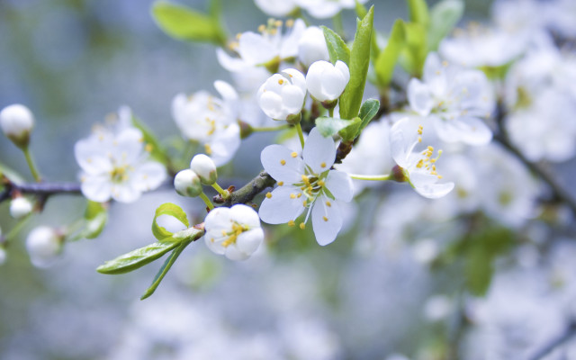 Branch white flowers green leaves free wallpaper for desktop - medium preview image
