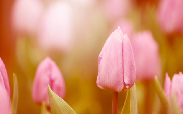 Pink flower closeup shallow depth free wallpaper for desktop - medium preview image