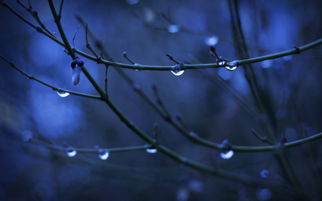 Tree branch water drops night free wallpaper for desktop - medium preview image