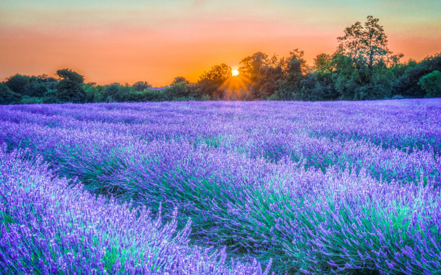 Lavender field sunset trees autumn #2 free wallpaper for desktop - medium preview image
