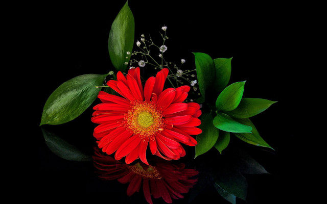 Red flower green leaves water #2 free wallpaper for desktop - medium preview image