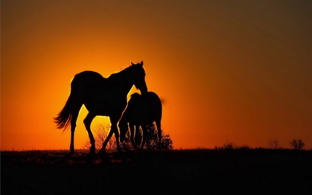 Horses sunset grass backlight silhouette free wallpaper for desktop - medium preview image
