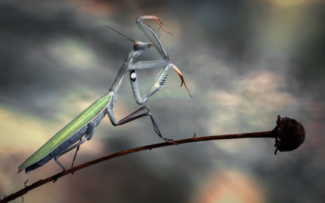 Praying mantis bug branch macro free wallpaper for desktop - medium preview image