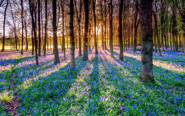 Bluebells sunlit forest nature garden free wallpaper for desktop - medium preview image