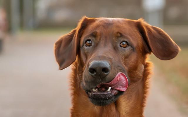 Shiba inu long tongue on free wallpaper for desktop - medium preview image