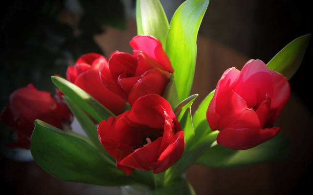 Red flowers vase stilllife shallow free wallpaper for desktop - medium preview image