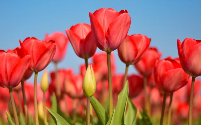 Red tulips blue sky green free wallpaper for desktop - medium preview image