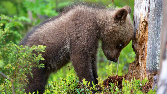 Bear cub forest ecological art free wallpaper for desktop - medium preview image